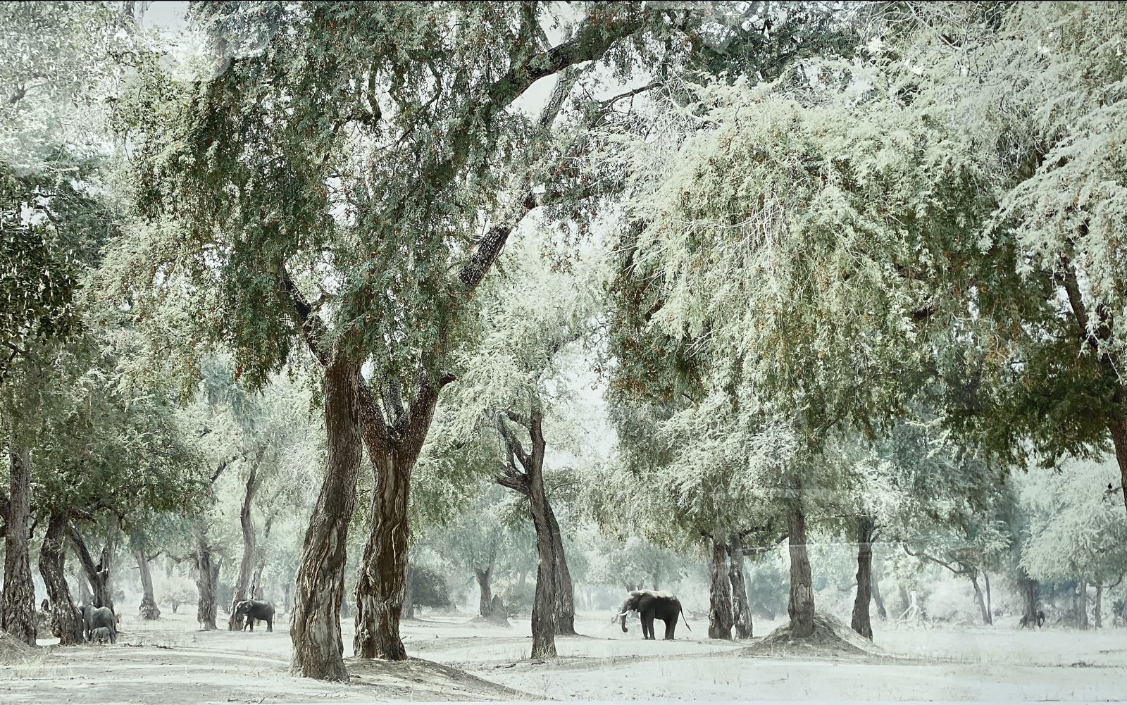 Elephants beneath ancient trees in a pale landscape